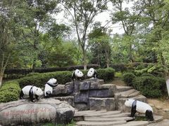 -中国大熊猫保护研究中心雅安碧峰峡基地