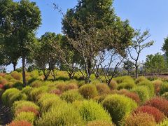 -春花秋色城市公园