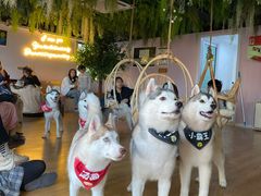 -Husky Go! 哈士奇体验馆·宠物咖啡厅狗咖