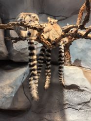 -Zoolung Zoolung动物主题公园(海信广场店)