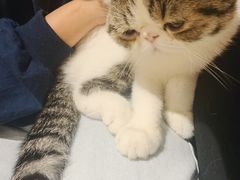-瞄一喵猫咖(格力海岸店)