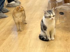 -有喵·猫咖·狗咖·30几只猫10只小狗(岗厦店)