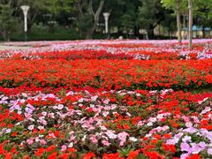 -文华公园(禅城区)