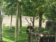 -卧龙中华大熊猫苑神树坪基地