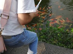 -西湖外事游船(花港观鱼码头)