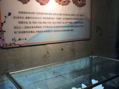 -贝壳梦幻世界