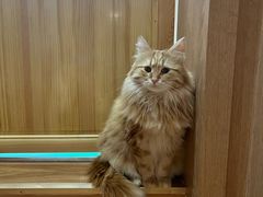 -MOCHA明星猫咖(田子坊店)