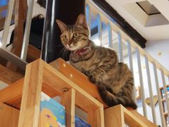 -猫的天空之城概念书店(苏州平江店)