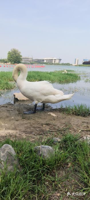 北龙湖湿地公园图片