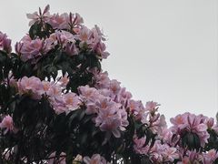 -梧桐山风景名胜区