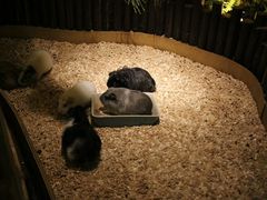 -藦茜花园宠物主题亲子互动体验馆(国顺东路店)