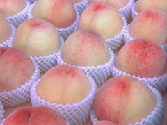 -老袁家蜜桃农场·阳山水蜜桃