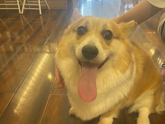 -豆柴町-柴犬主题狗咖(红鼎国际C座店)