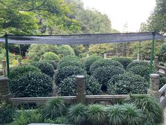 -十八棵（老龙井）御茶园(老龙井店)