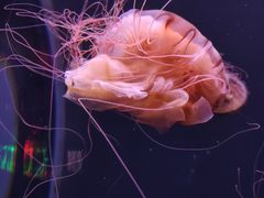 -成都浩海立方海洋公园