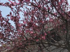 -南汇水蜜桃采摘(大团店)