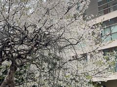 -复旦大学附属中山医院(西院区)