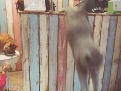 -小时光咖啡馆(开森度假森林店)