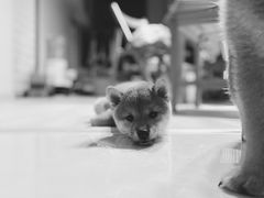 -喜多萌中农锦绣动物医院24H·猫科·牙科MRI·CT