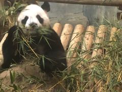-深圳野生动物园