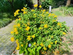 -陈家山荷花公园