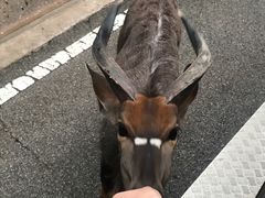 -清迈夜间动物园