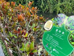 -野象谷景区