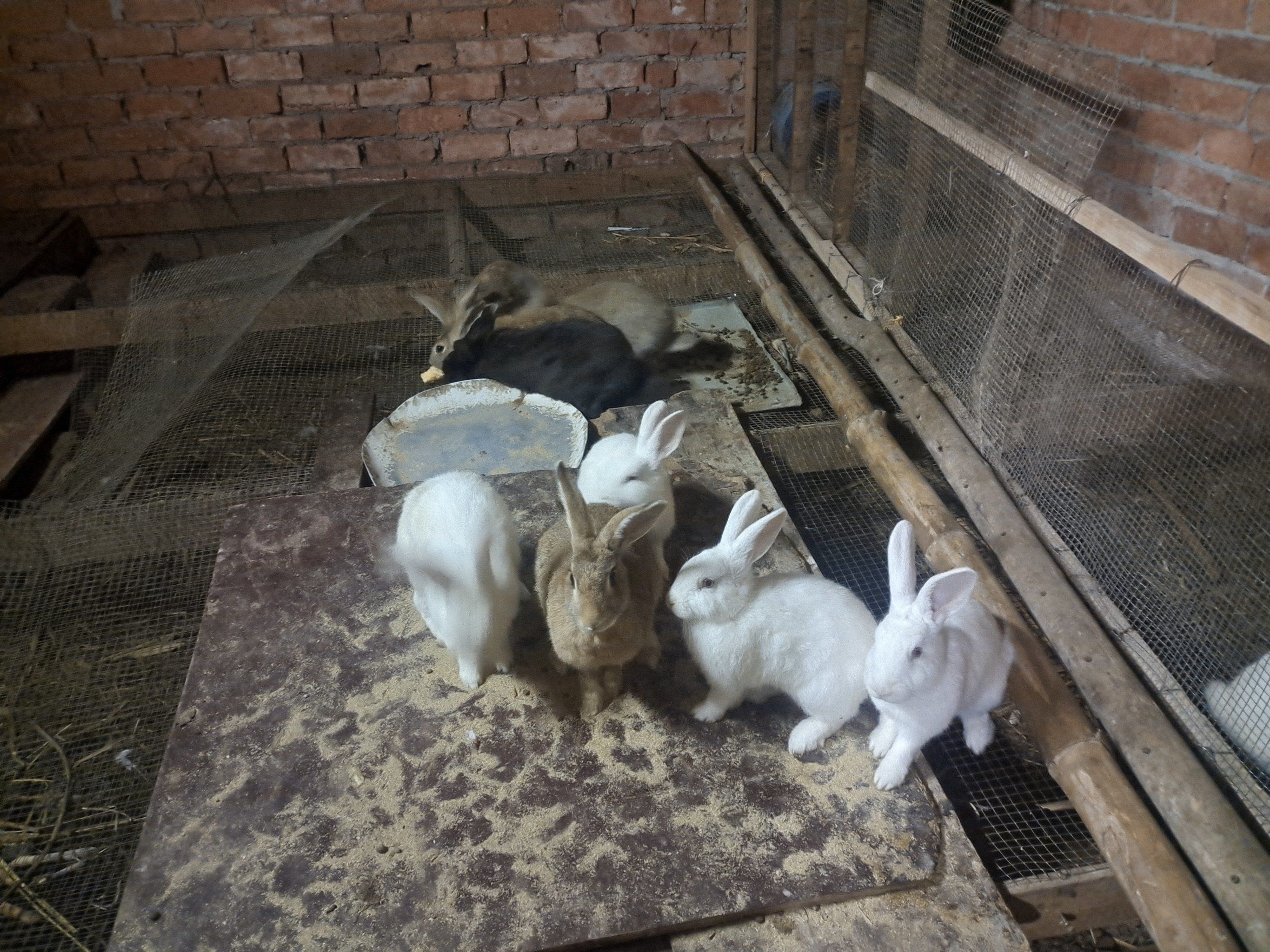 家里养的小兔子,胖胖的,很可爱的啊