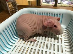 -藦茜花园宠物主题亲子互动体验馆(国顺东路店)