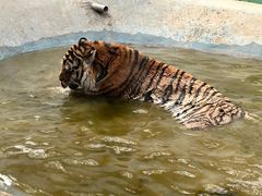 -栾川竹海野生动物园