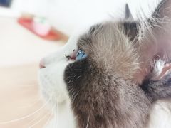 -猫在这儿猫咪咖啡馆·撸猫馆
