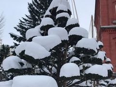 -北海道厅旧本厅舍(旧本庁舎)