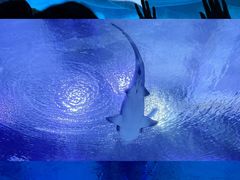 -海合安武汉极地海洋公园