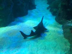 -悉尼海洋生物水族馆