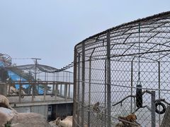 -西霞口神雕山野生动物世界