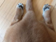 -喜柴咖啡·柴犬狗咖