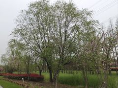 -昆山城市生态森林公园