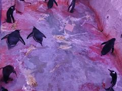 -暹罗海洋世界