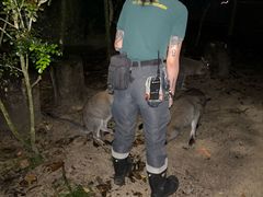 -夜间野生动物园