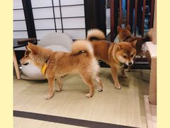 -逗柴咖啡屋·狗咖猫咖宠物桌游