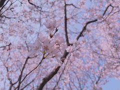 -顾村公园