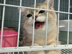 -翊宠yipet猫狗购宠庄园犬舍•猫舍