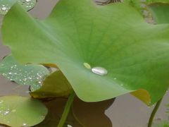 -映月湖公园