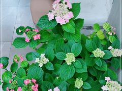 -T-COFFEE(长江花园店)