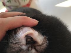 -艾贝尔宠物医院·24H转诊中心·肿瘤猫专科(江宁双龙店)