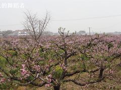 -南汇桃花村
