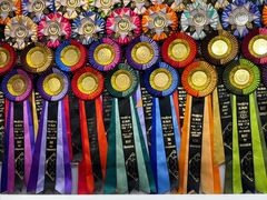 -青奢宠物·青奢猫舍