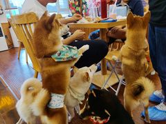 -豆柴町-柴犬主题狗咖(红鼎国际C座店)