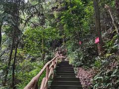 -南山植物园