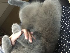 -瑞鹏宠物医院·骨科·猫科·内科(第一中心)
